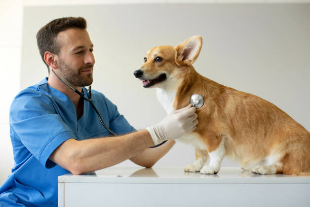 Pet Care Market Poised for Rapid Growth: Projected to Reach USD 430 Billion by 2033 with a 7.4% CAGR Pet Care Market Poised for Rapid Growth: Projected to Reach USD 430 Billion by 2033 with a 7.4% CAGR