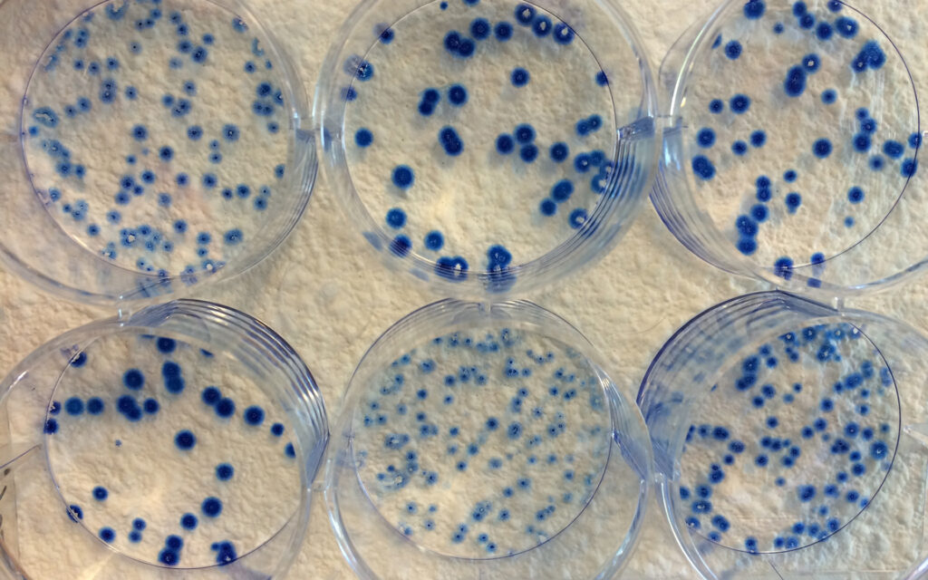Cytotoxicity Assays Market