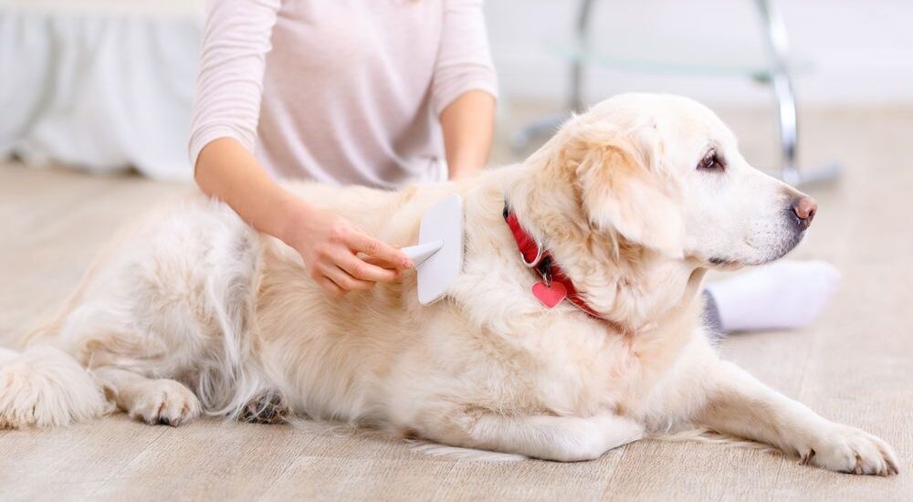 Indonesia Pet Care Market 
