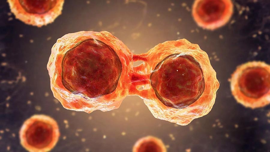 Hematopoietic Stem Cell Transplantation Market