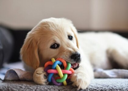 Europe Dog Dewormers Market