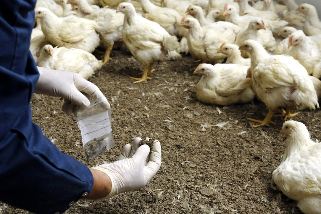 Animal Growth Promoter industry