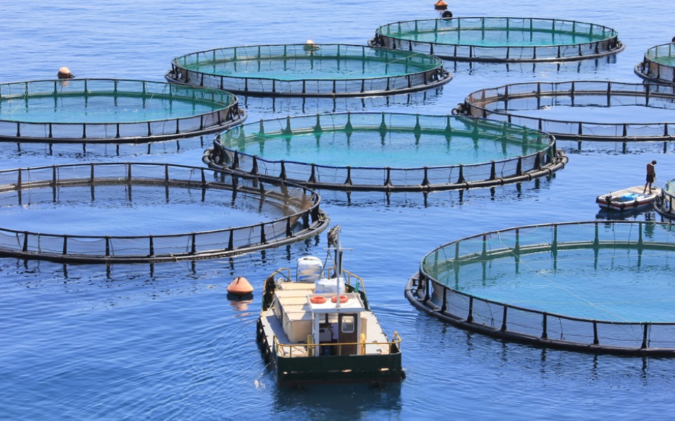 Aquaculture Nutrition Market 