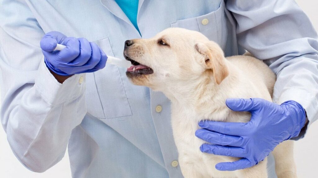 Over-The-Counter (OTC) Veterinary Drug Market