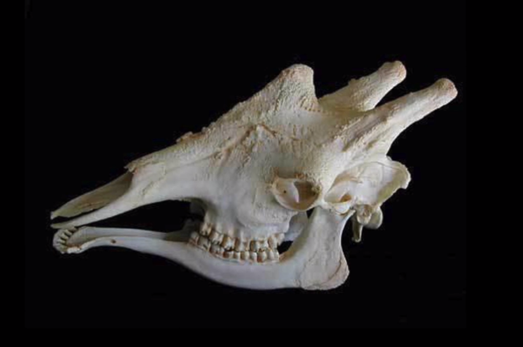 USA Animal Model Market