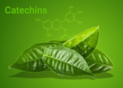 Catechins Market