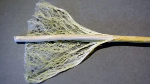 Hemp Fiber Market Share Analysis
