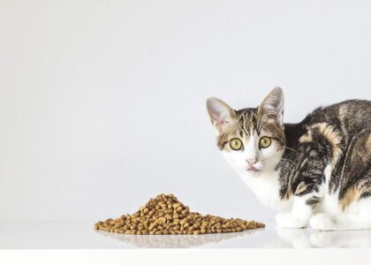 Vegan Cat Food