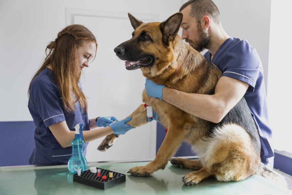 Veterinary Procedure Lights Market