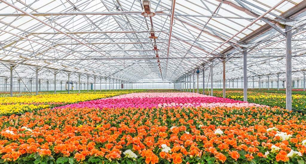 Japan Floriculture Market