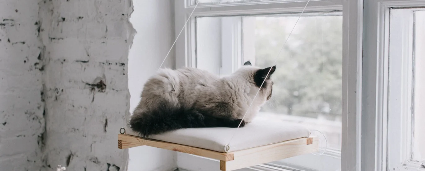 Cat Window Perches & Wall Shelves Market