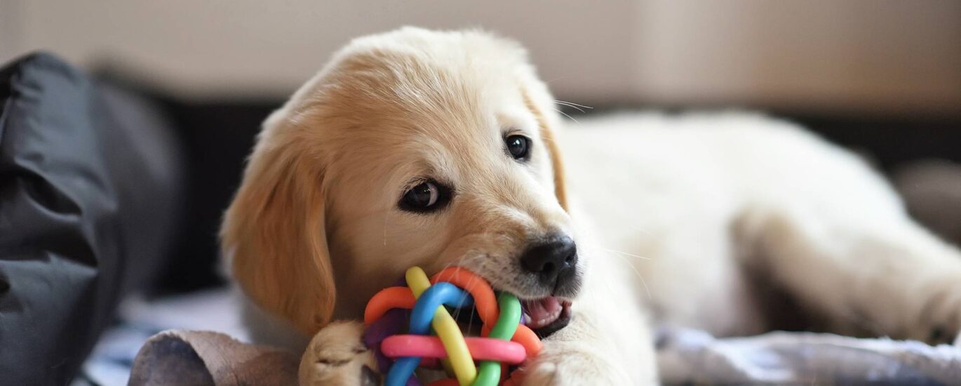 Europe Dog Dewormers Market