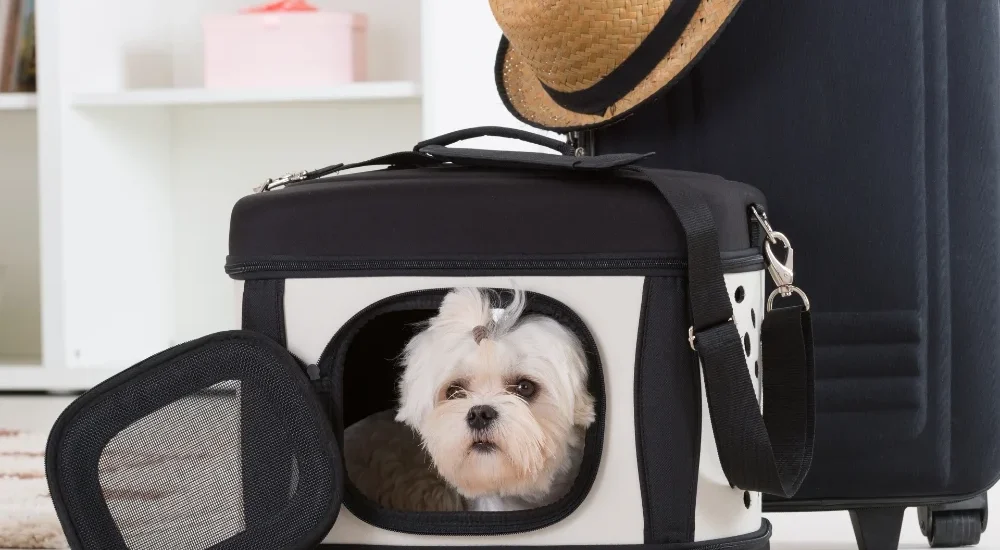 Pet Carriers Market