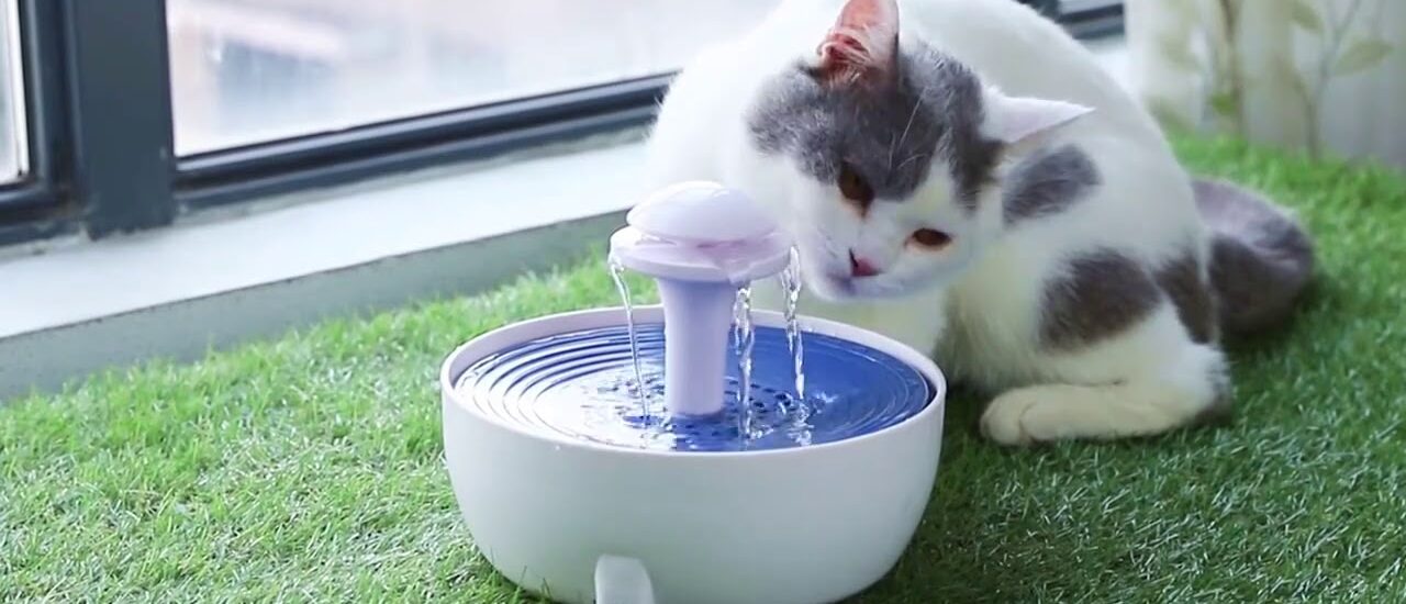 Pet Water Dispenser Market