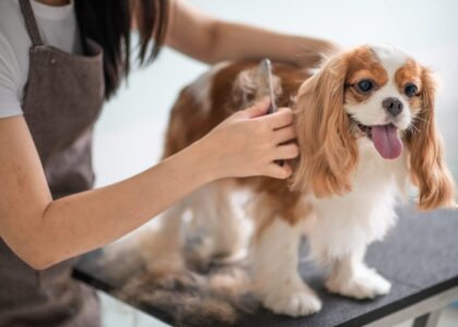 UK Pet Grooming Market