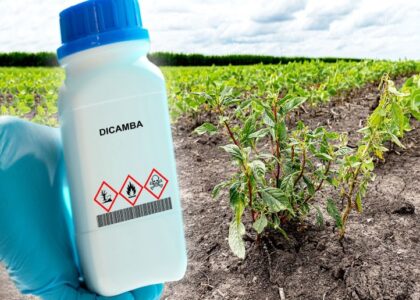 Dicamba Market