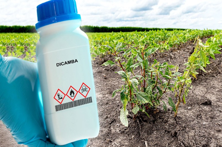 Dicamba Market