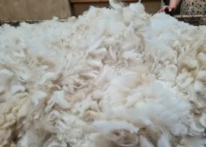 ASEAN Alpaca Fiber Market
