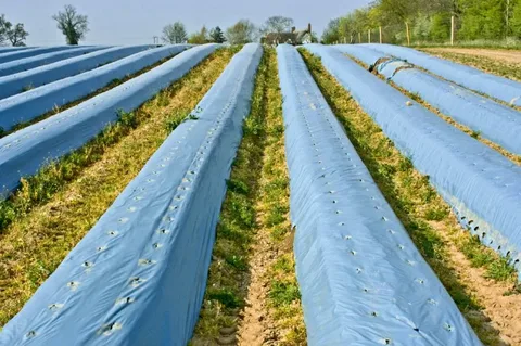 Biodegradable Agricultural Films Market