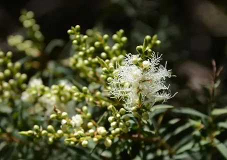 Melaleuca Alternifolia Market