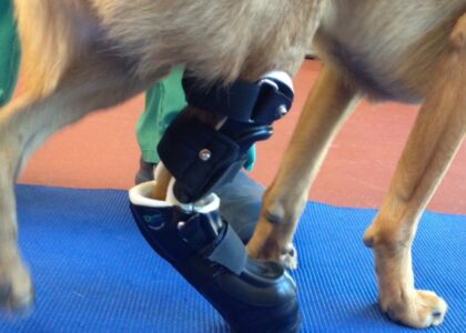 PET Vascular Prosthesis Market